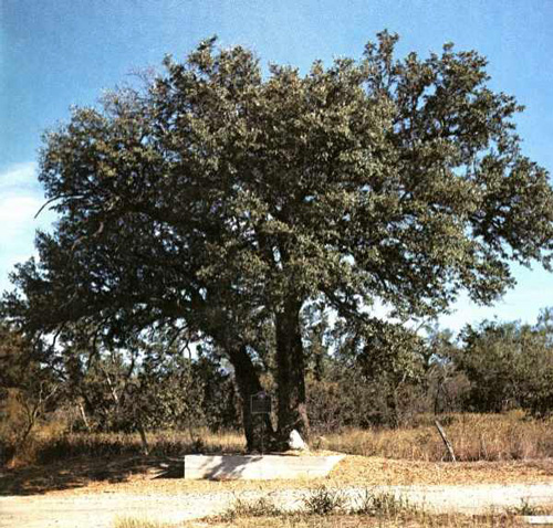 Choctaw Robinson Oak
